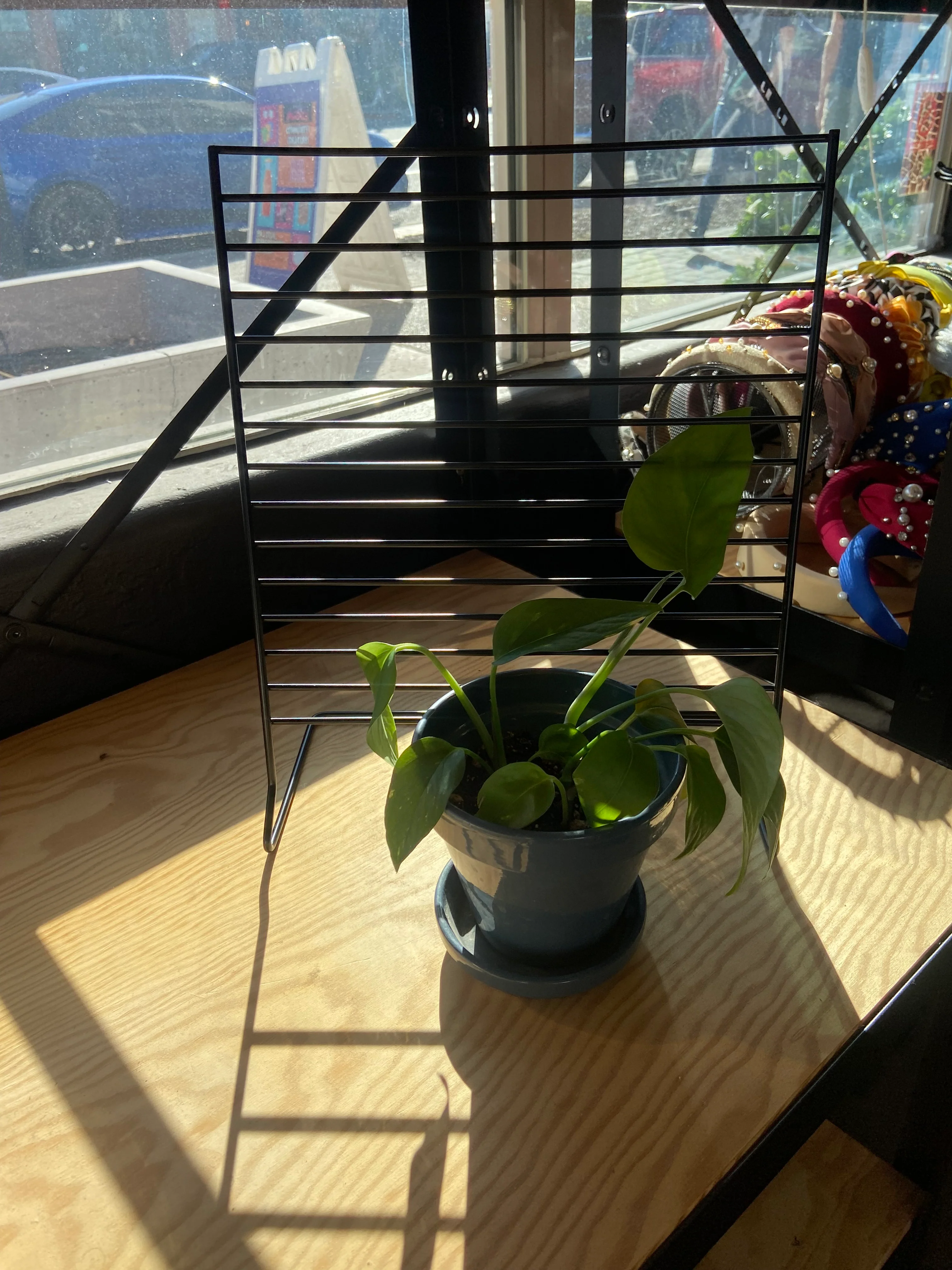 Wisdom Soul Plant Imposters